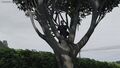Valentin Joly dans un arbre, au BCES. (2023-03-14)